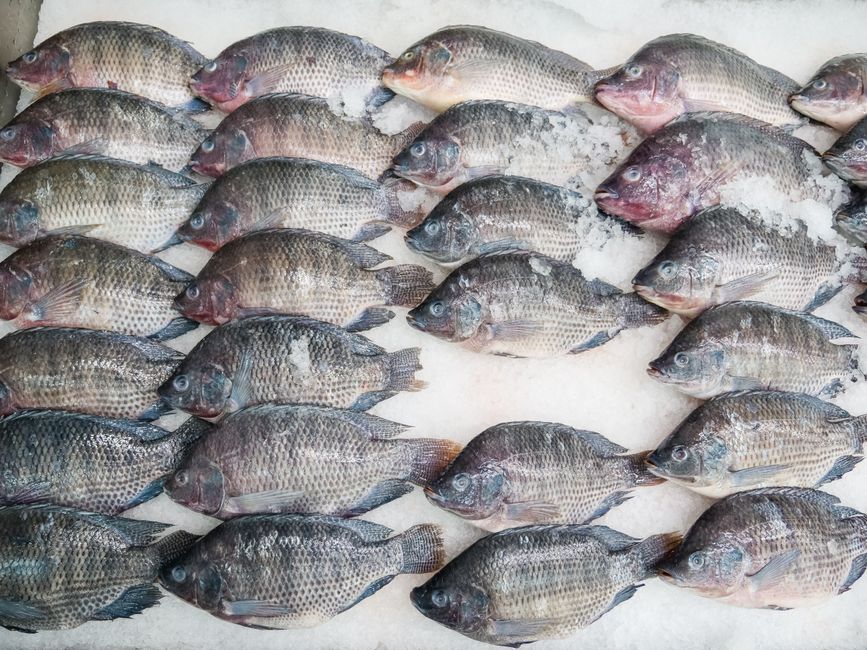 Halibut Fillets: A Beginner's Guide