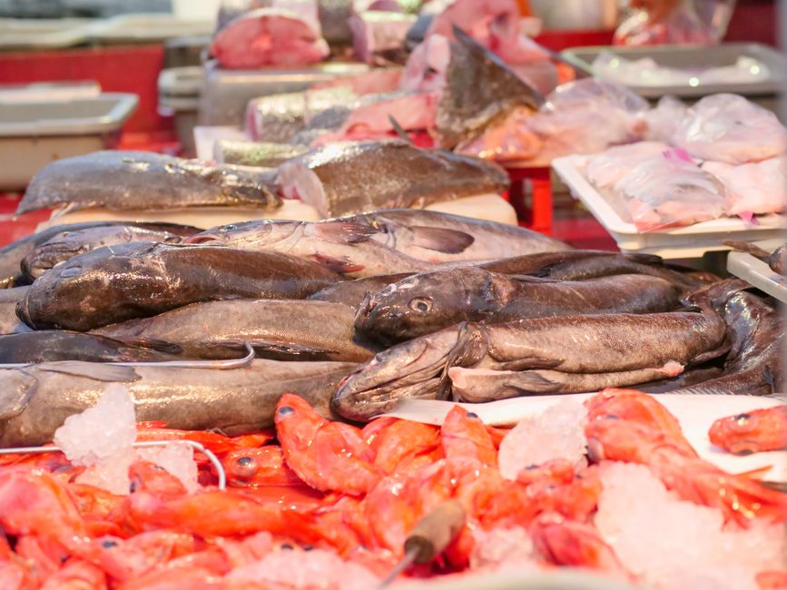 Rainbow Trout: A Simple Guide